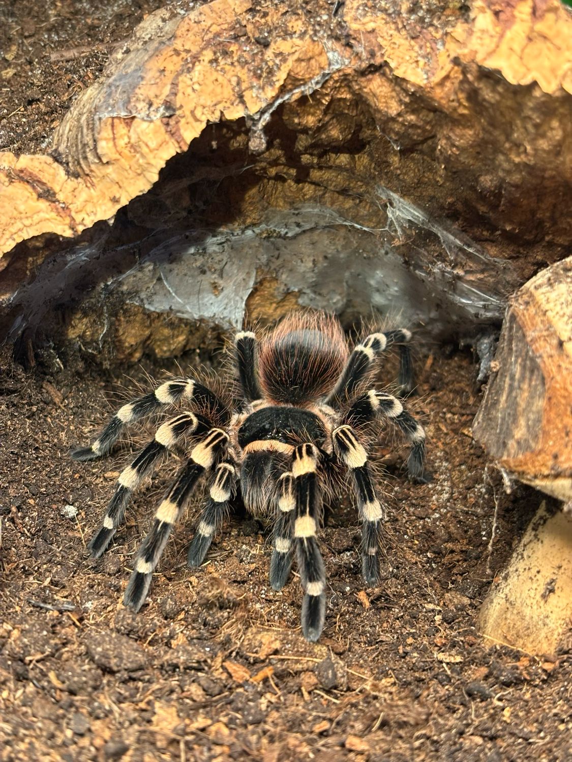 Acanthoscurria geniculata (5cm KL)