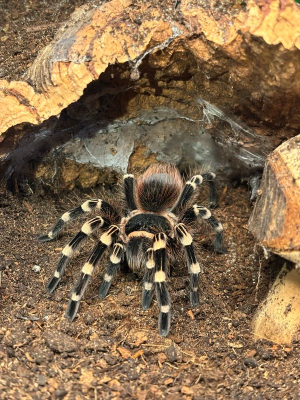 Acanthoscurria geniculata (5cm KL)