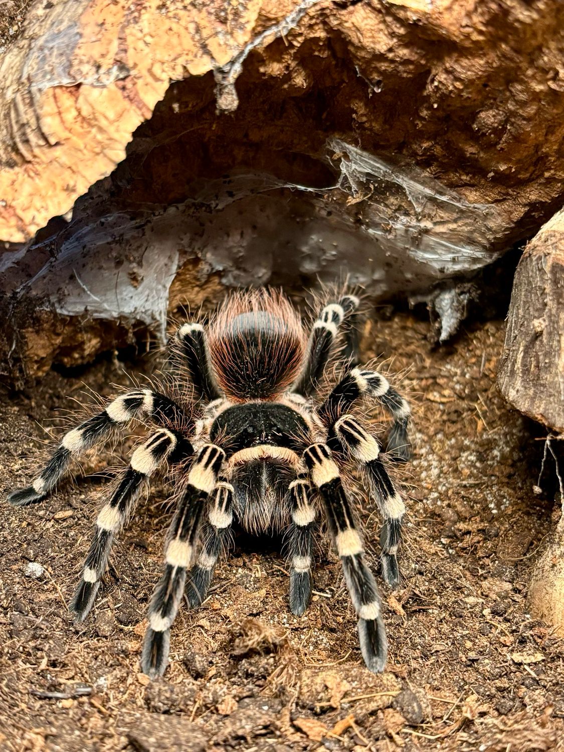 Acanthoscurria geniculata (3cm KL)