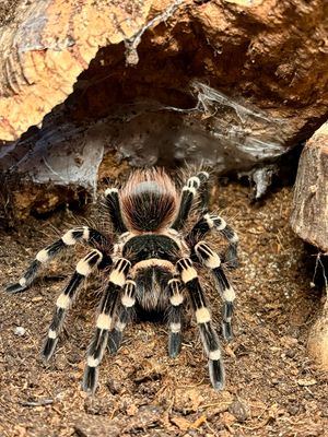 Acanthoscurria geniculata (4cm KL)