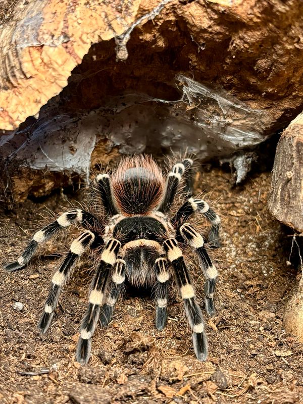 Acanthoscurria geniculata (3cm KL)