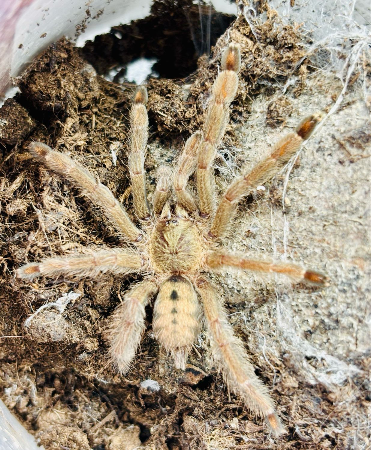 Psalmopoeus cambridgei (2cm KL)