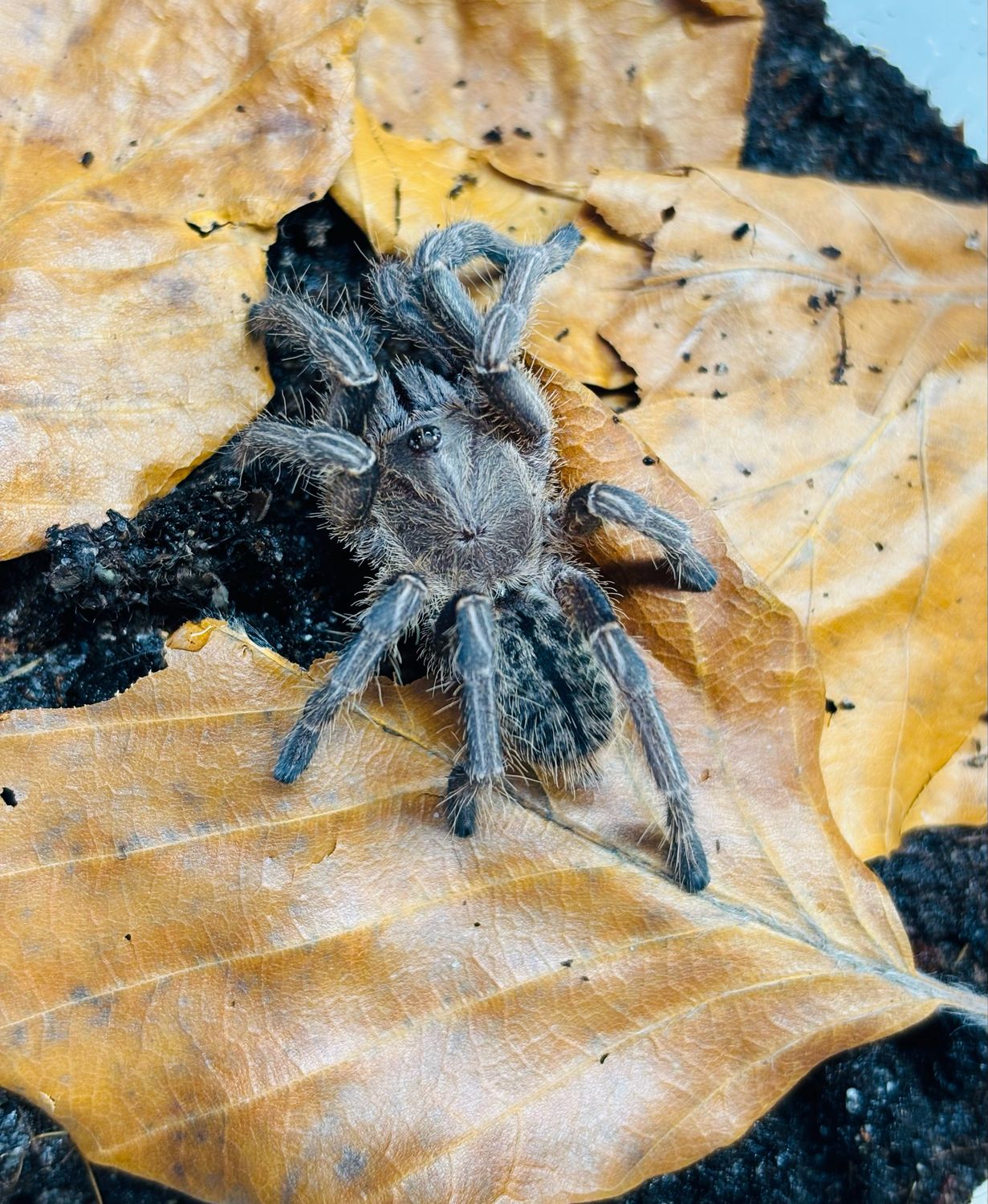 Cyriopagopus albostriatus ratchaburi (2cm KL)