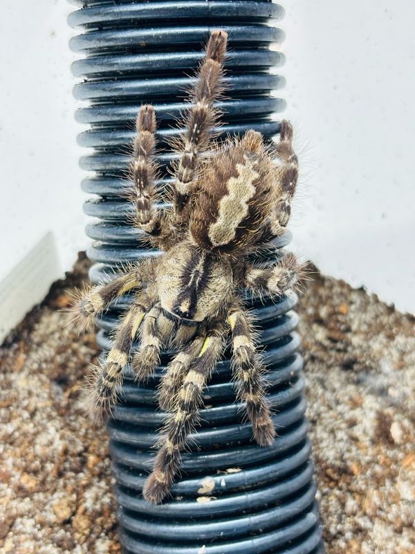 Poecilotheria regalis (3,5cm KL)