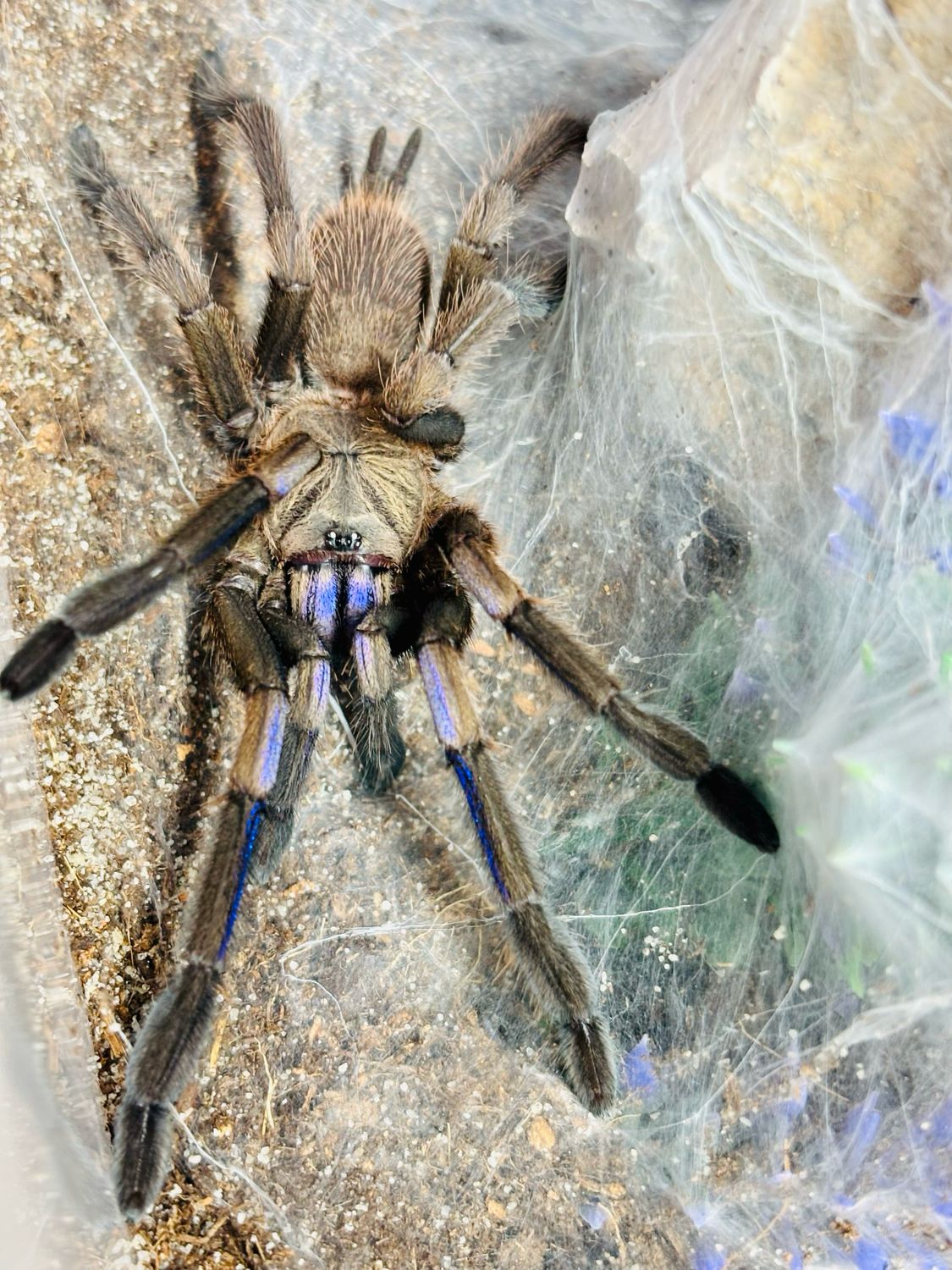 Chilobrachys natanicharum (3cm KL)