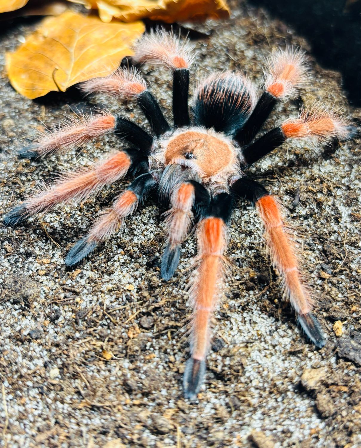 Brachypelma boehmei (3cm KL)