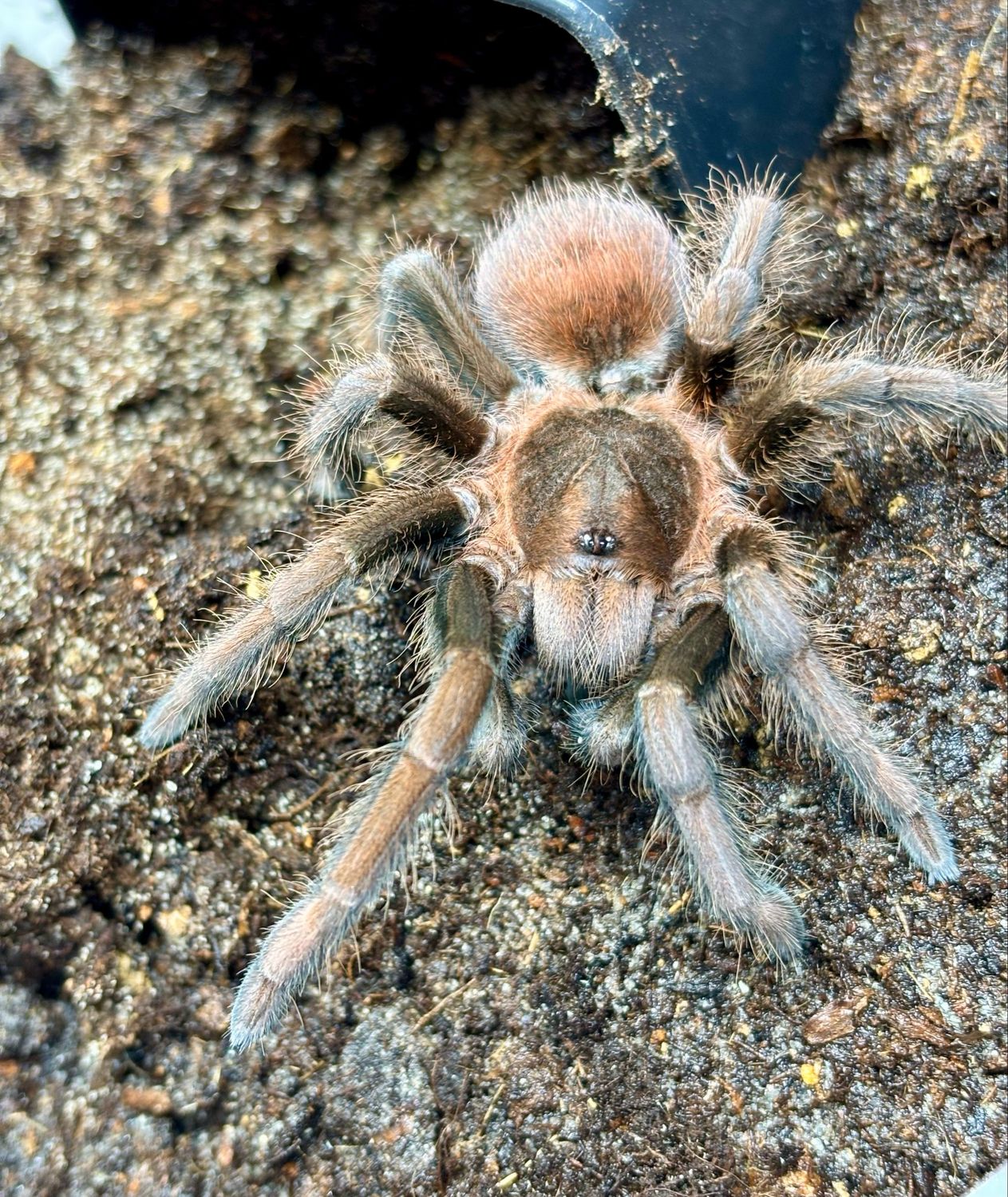 Acanthoscurria maga (4cm KL)