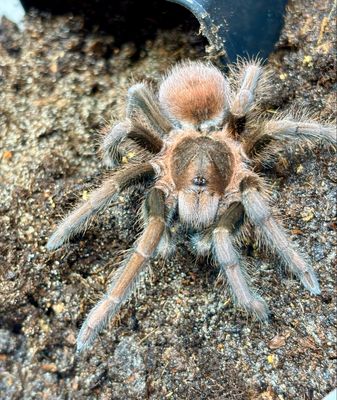 Acanthoscurria maga (4cm KL)