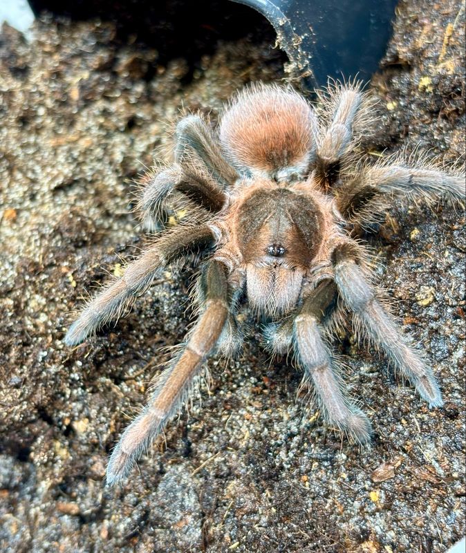 Acanthoscurria maga (4cm KL)