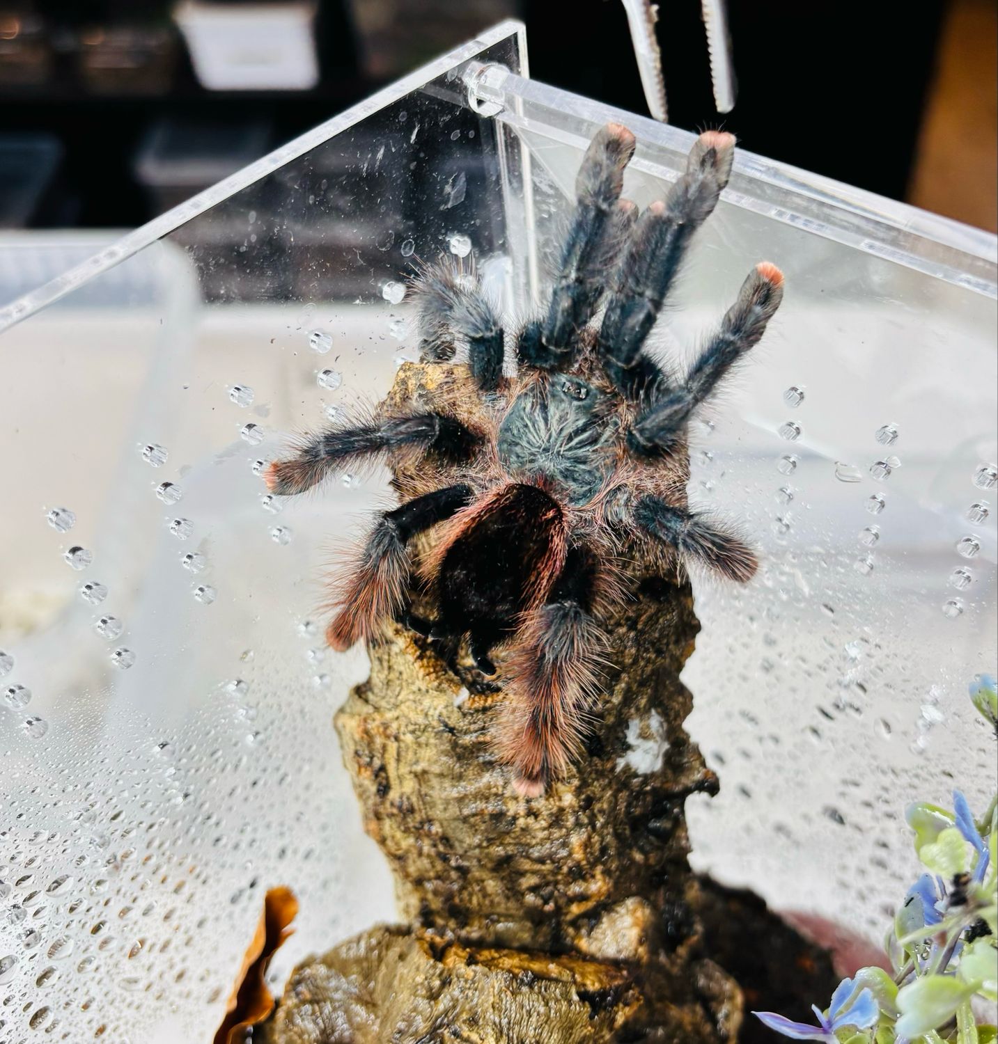 Avicularia braunshauseni (4,5cm KL)