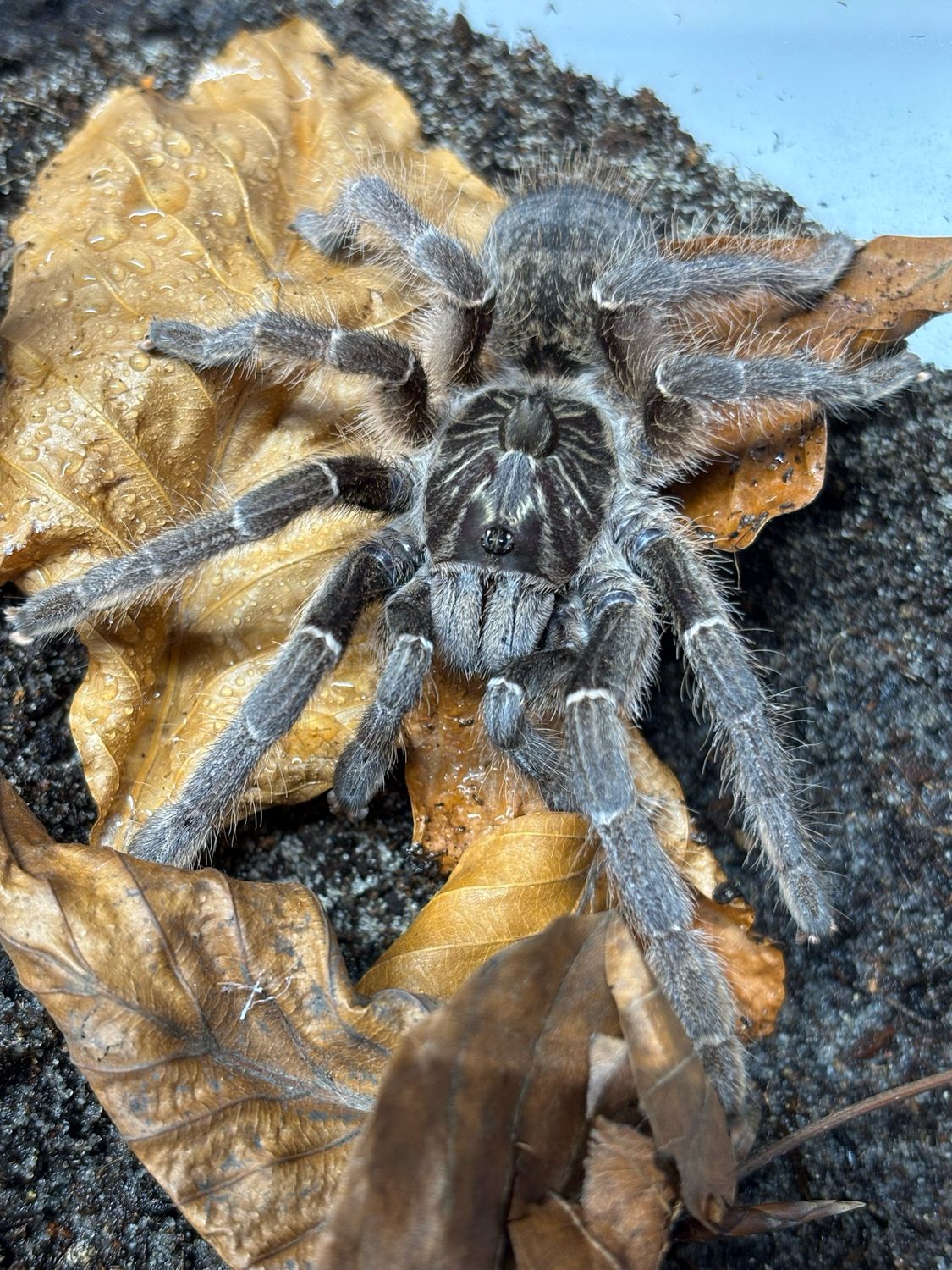 Ceratogyrus marshalli (4,5cm KL)