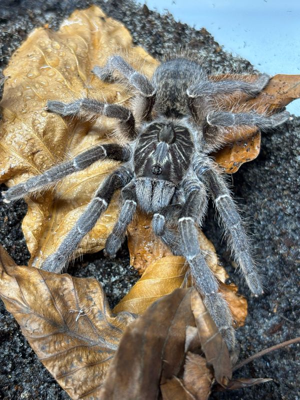 Ceratogyrus marshalli (4,5cm KL)
