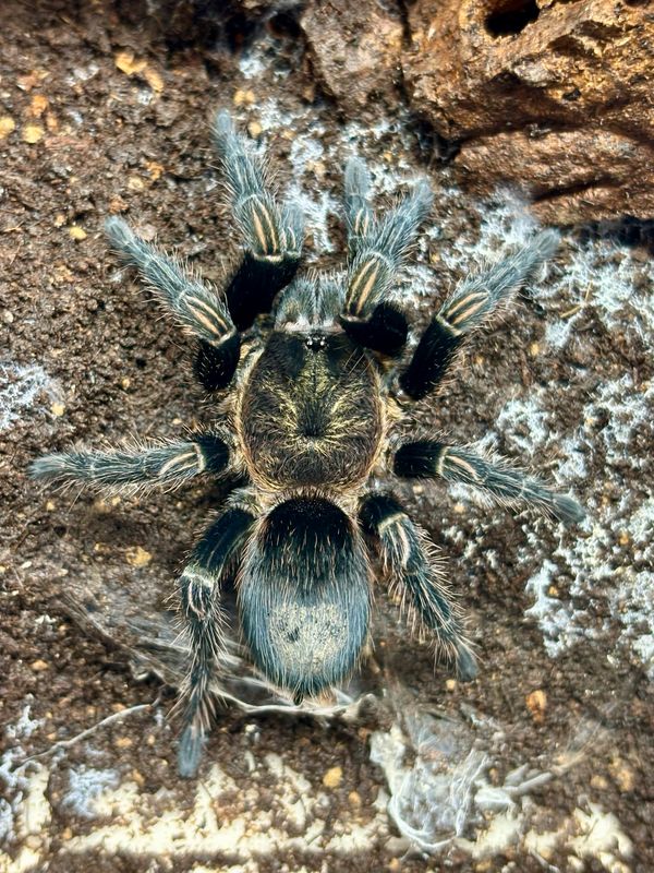 Thrixopelma sp. sullana (4,5cm KL) [von 10/2019]