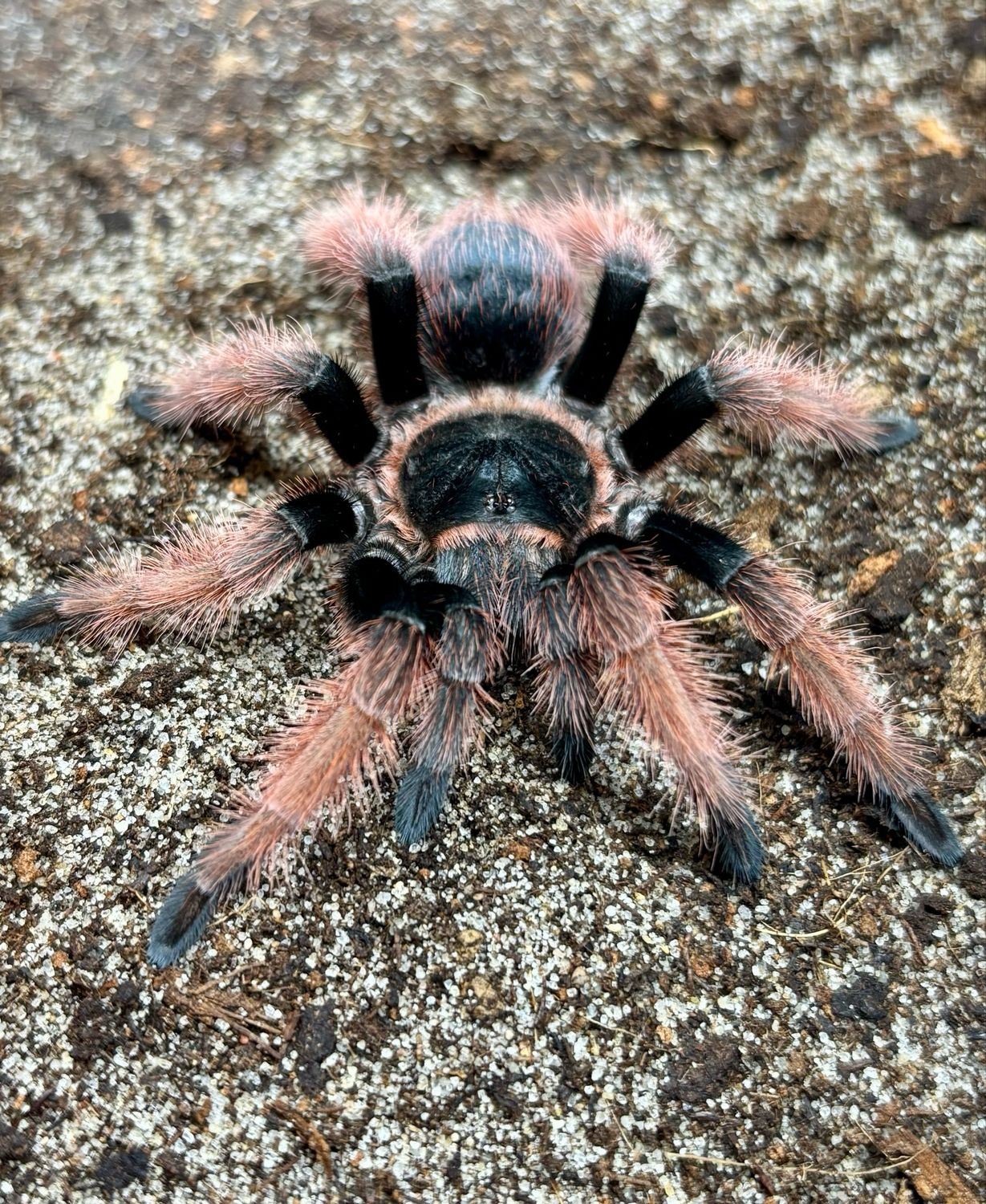 Brachypelma klaasi (4cm KL DNZ 2021)