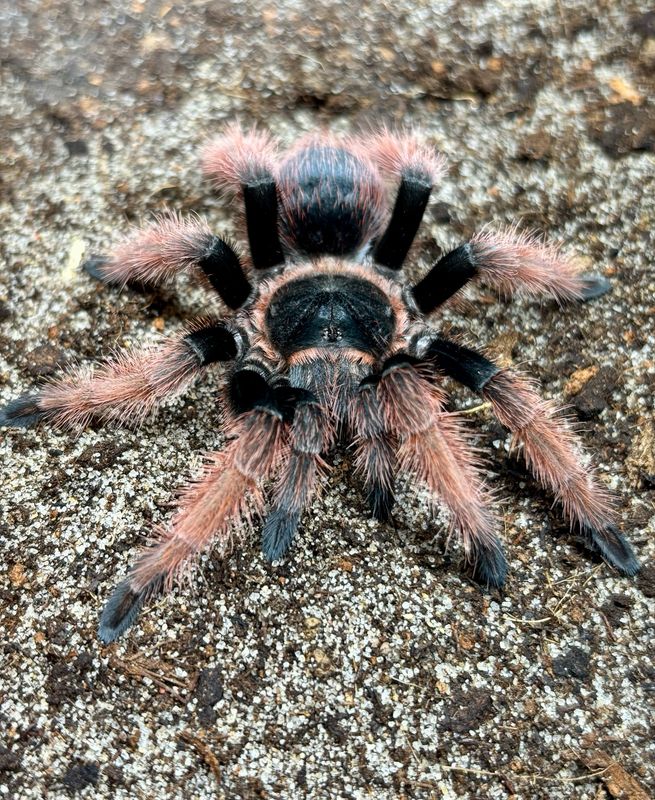 Brachypelma klaasi (4cm KL DNZ 2021)