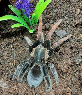 Lyrognathus giannisposatoi (5cm KL)