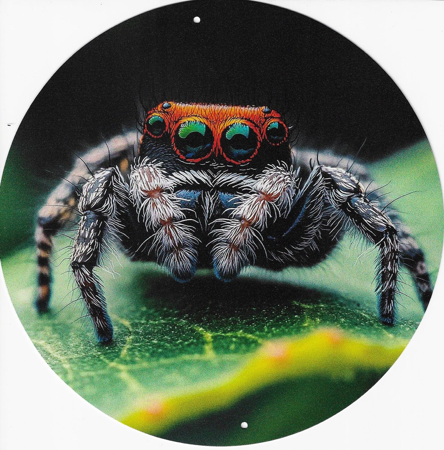 20cm ⌀ Metallschild Springspinne Wand oder Türschild