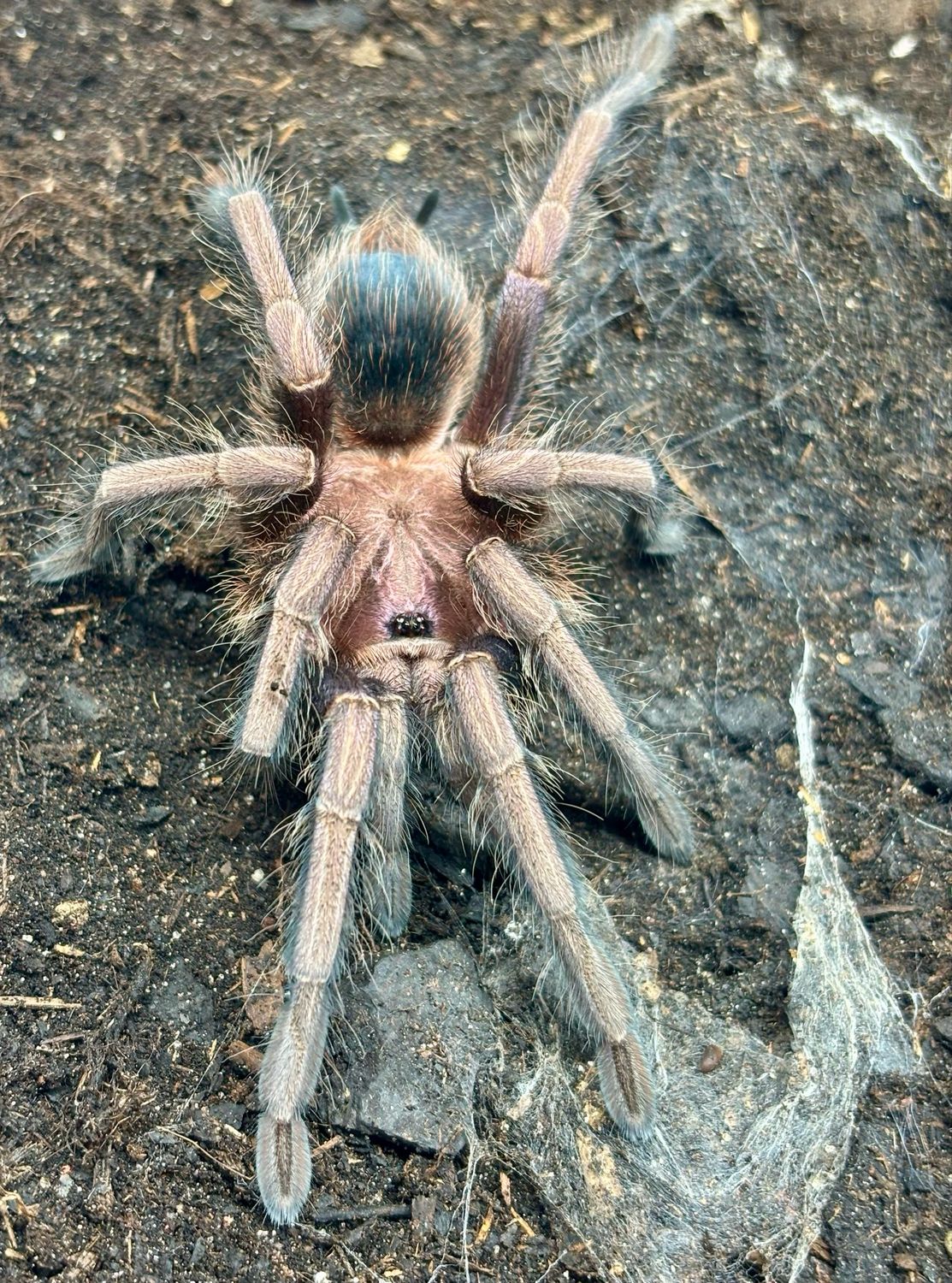 Phormictophus sp. Green Gold (3cm KL)
