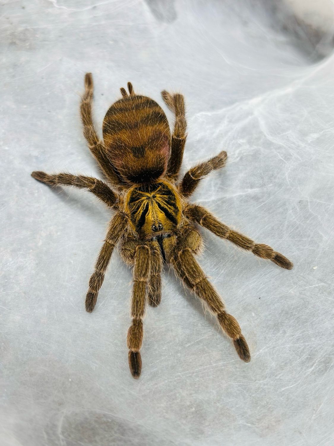 Neoholothele incei (2,5cm KL)