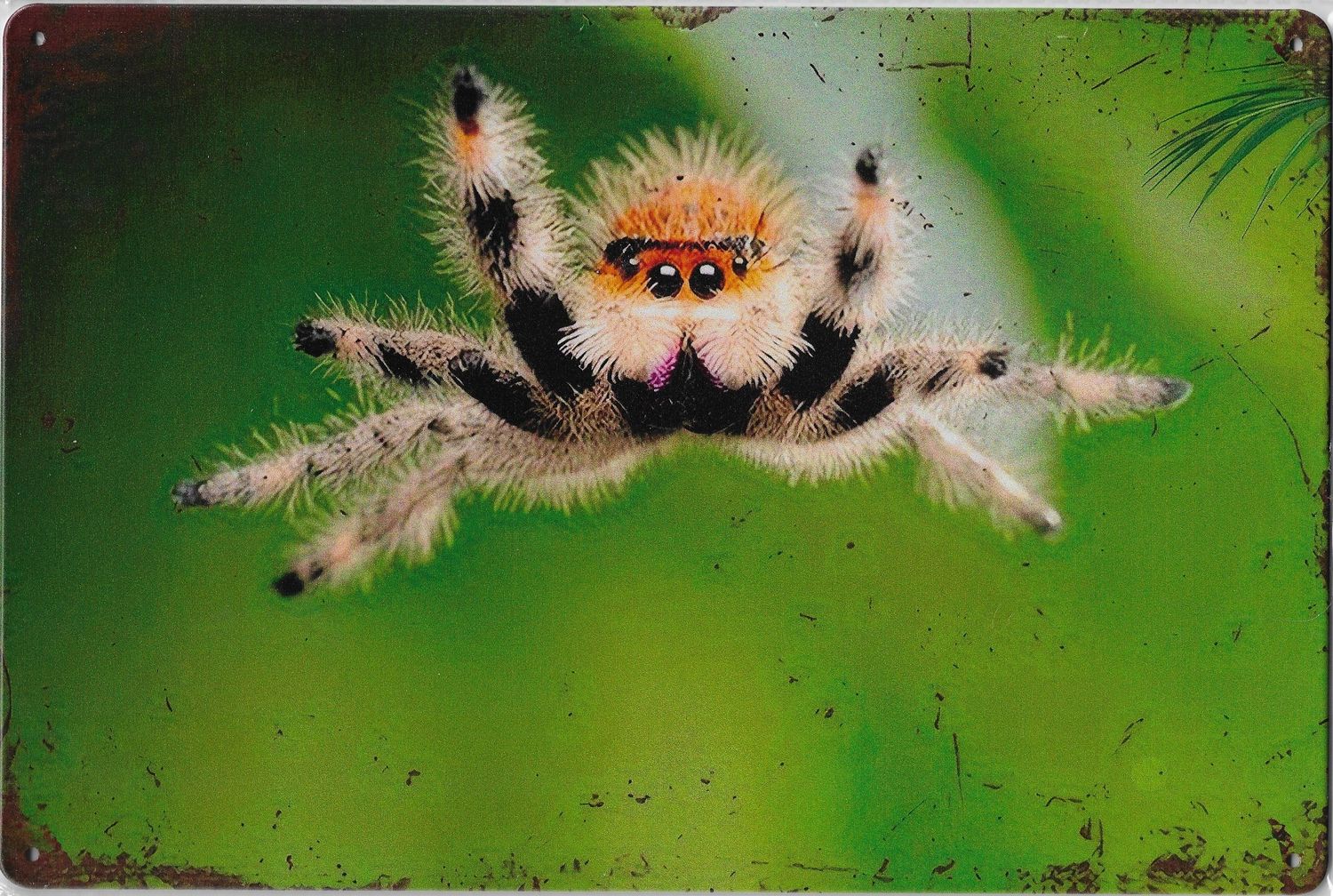 30 x 20cm Metallschild springende Springspinne Wand oder Türschild