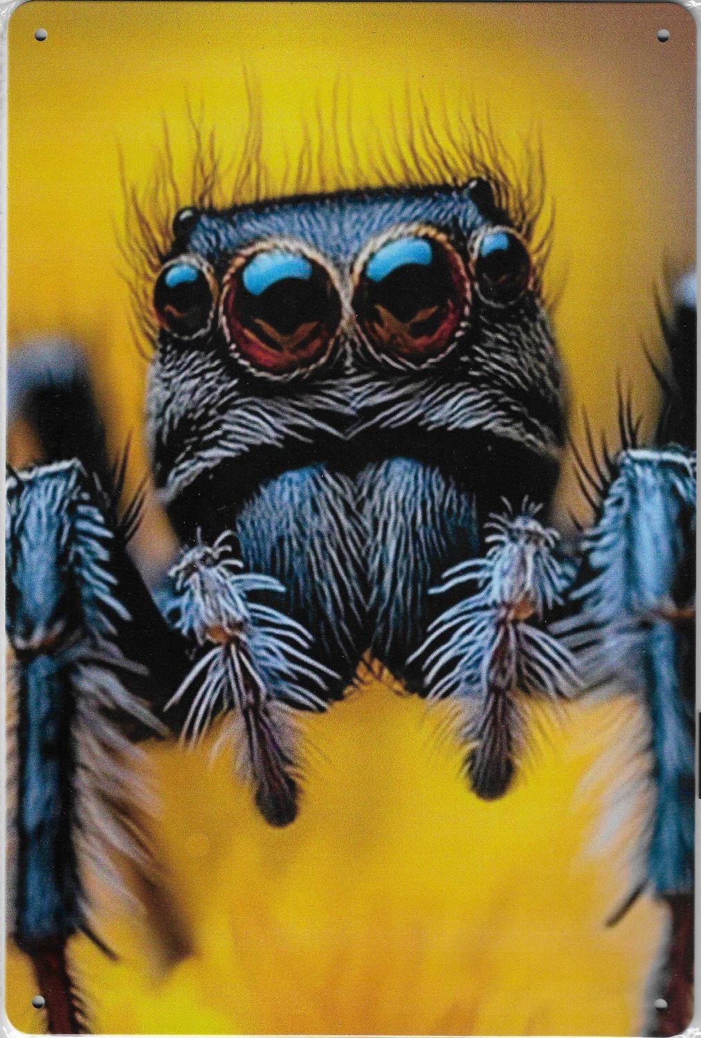 20 x 30cm Metallschild Springspinne auf gelb Kunst Hobby Wand Türschild gelocht