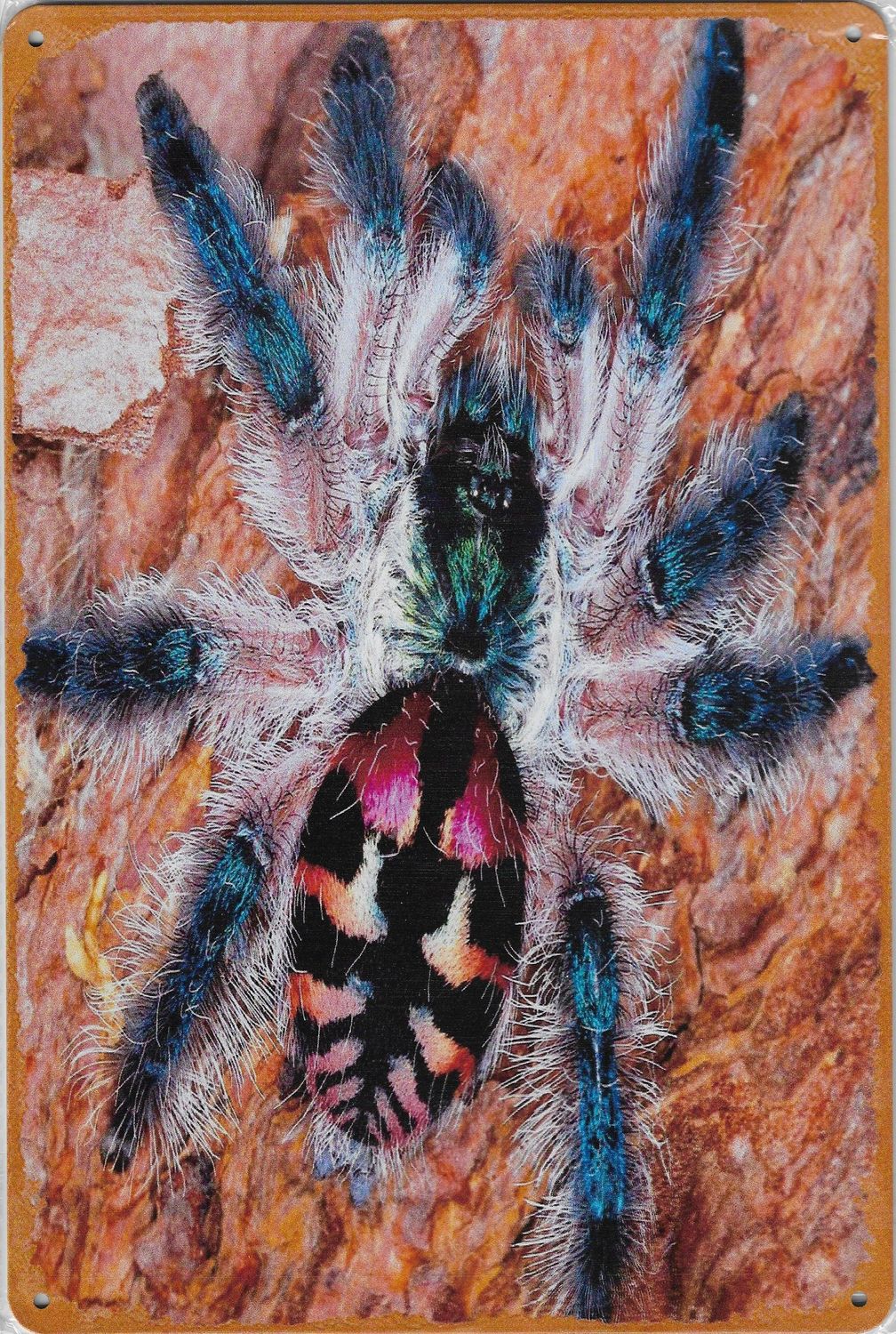 20 x 30cm Metallschild Typhochlaena seladonia Hobby Wand oder Türschild gelocht