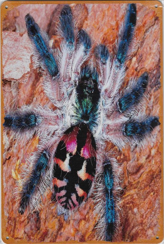 20 x 30cm Metallschild Typhochlaena seladonia Hobby Wand oder Türschild gelocht
