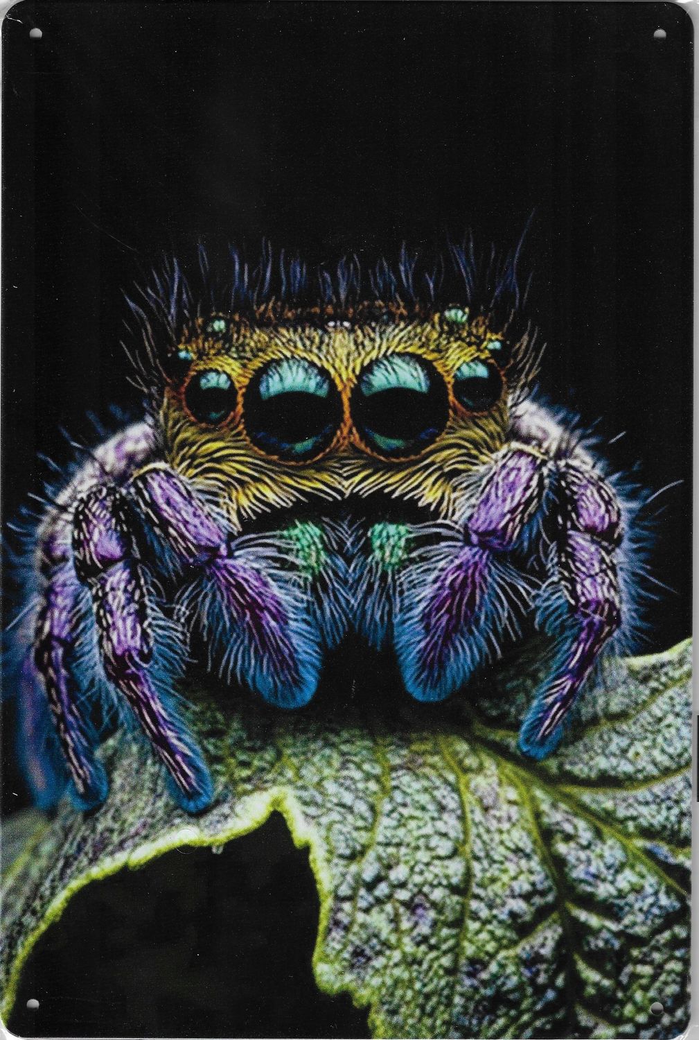 20 x 30cm Metallschild kleine Springspinne Kunst Hobby Wand Türschild gelocht