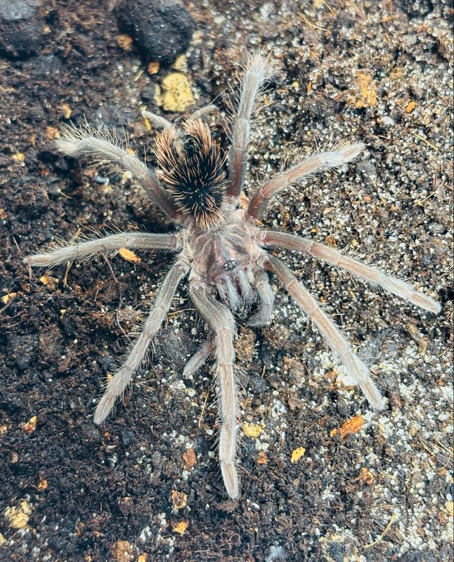 Xenesthis sp. megascopula (2,5cm KL)