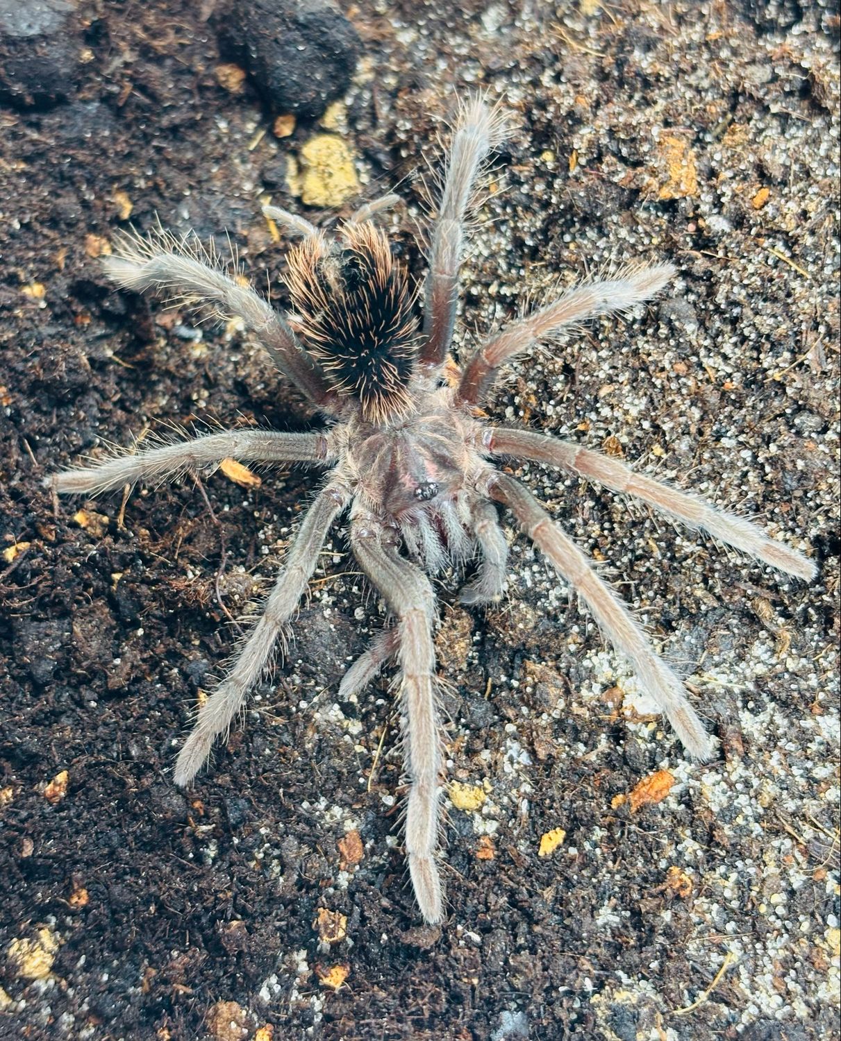 Xenesthis sp. megascopula (2,5cm KL)