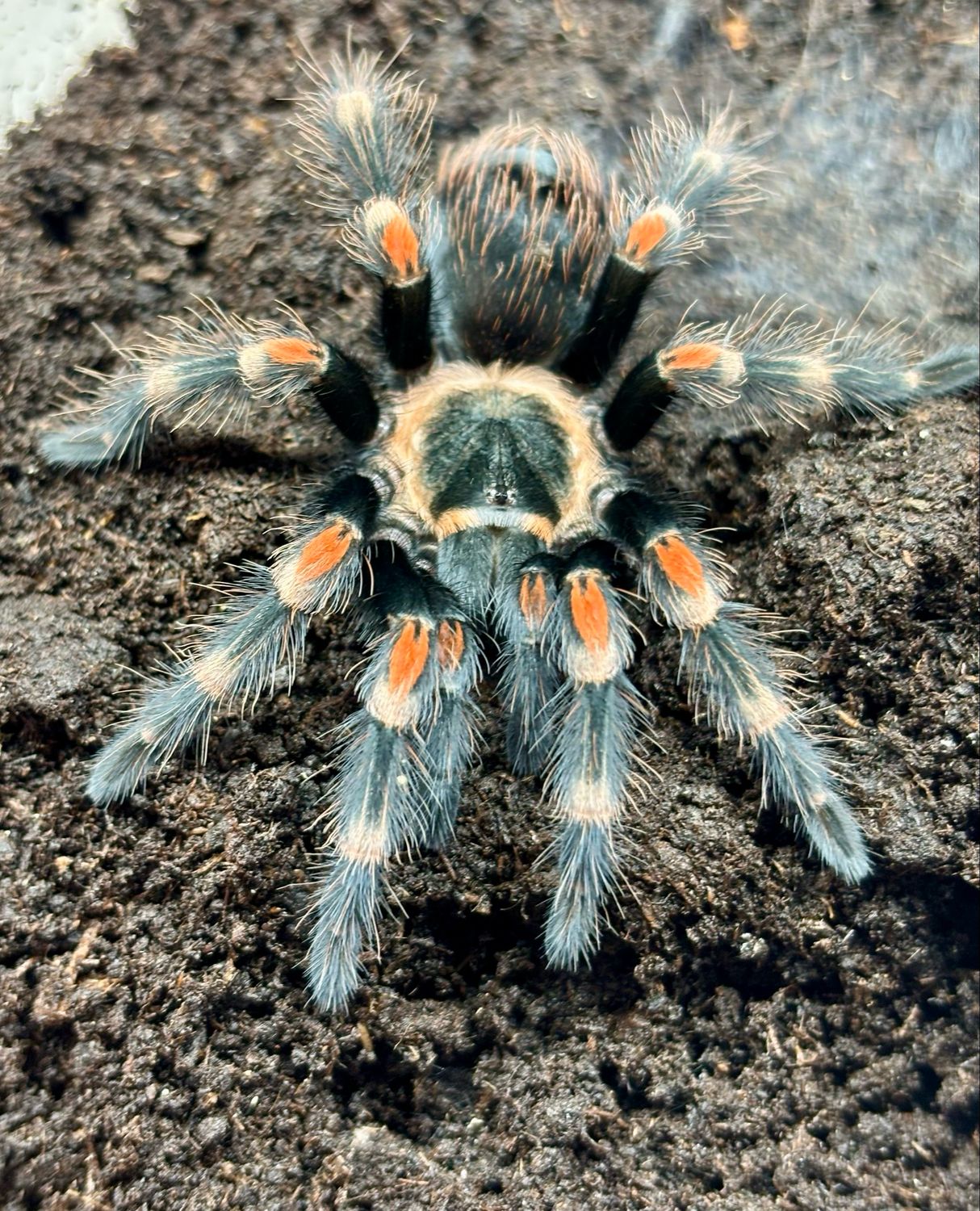 Brachypelma auratum (4cm KL)