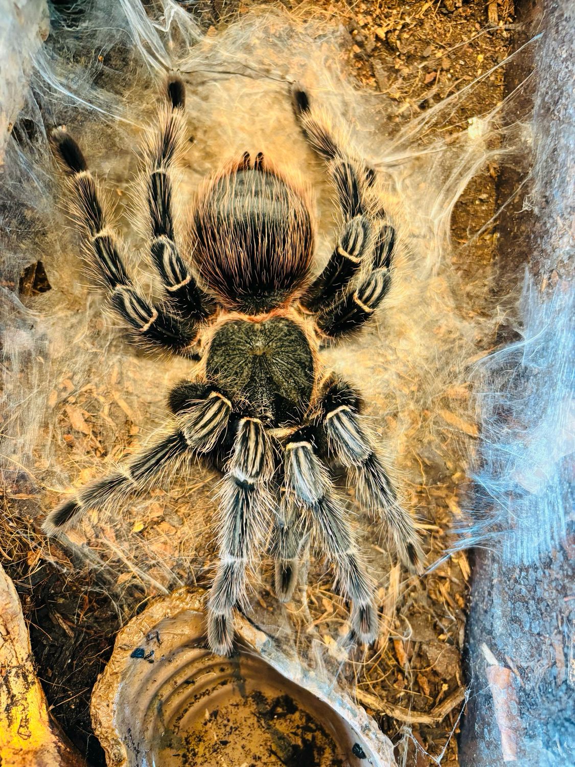 Lasiodora klugi (8cm KL)