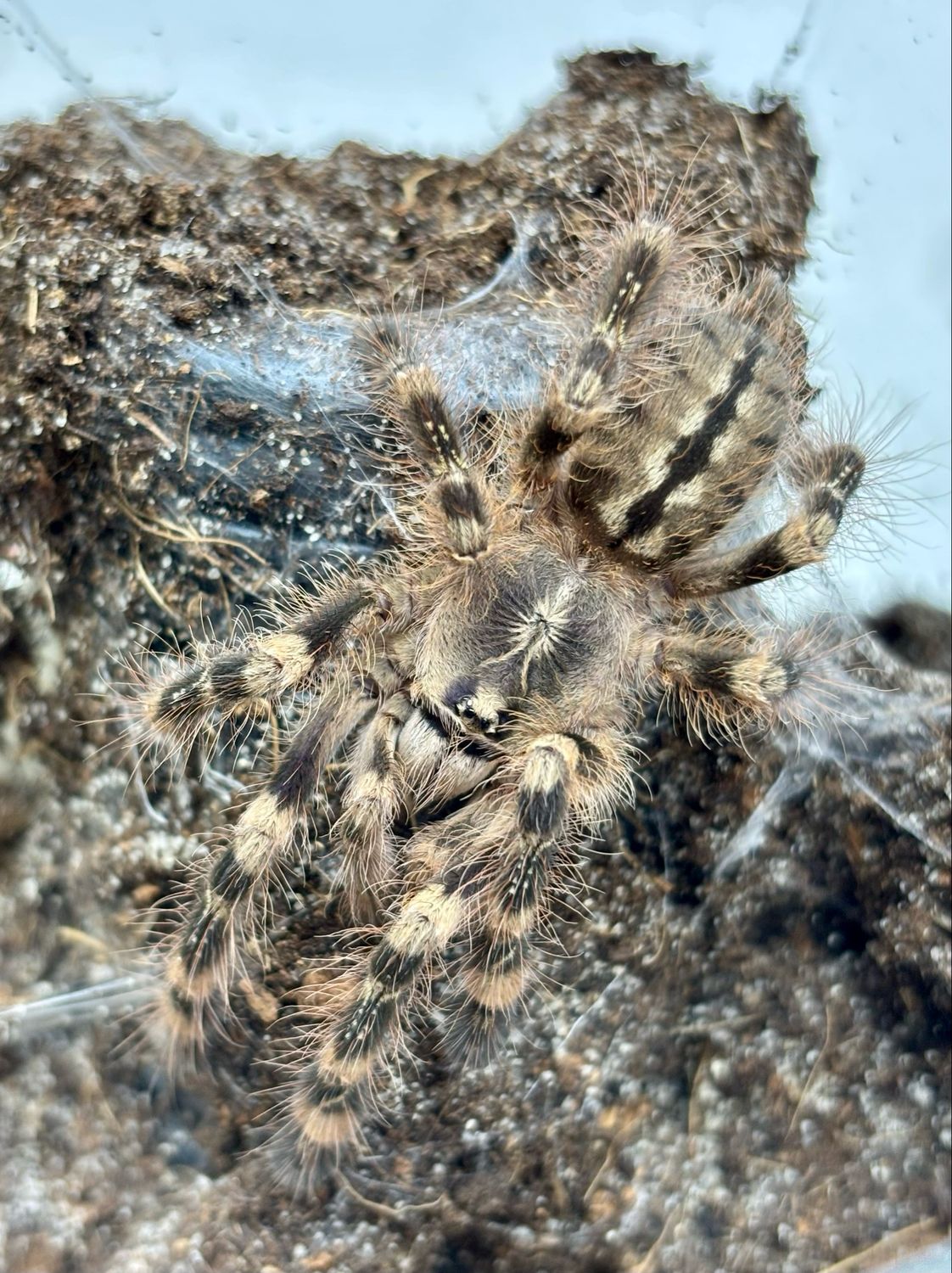 Poecilotheria sp. lowland (3cm KL)