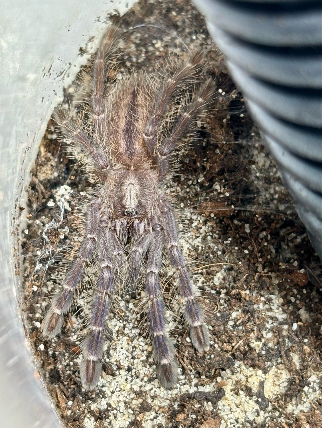 Poecilotheria metallica (2cm KL)