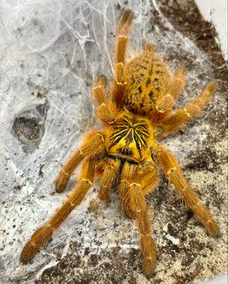 Pterinochilus Murinus rcf (4cm KL) [ab dem 14.03.2026]