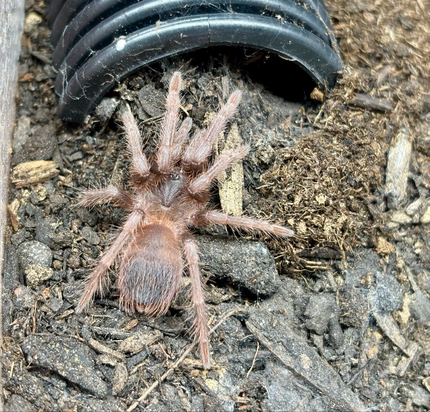 Lasiocyano Sazimai (2cm KL)