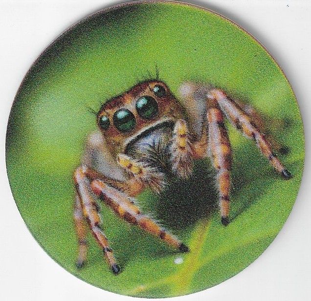 8cm ⌀ Acryl-Magnetplakette Springspinne Küchenmagnet
