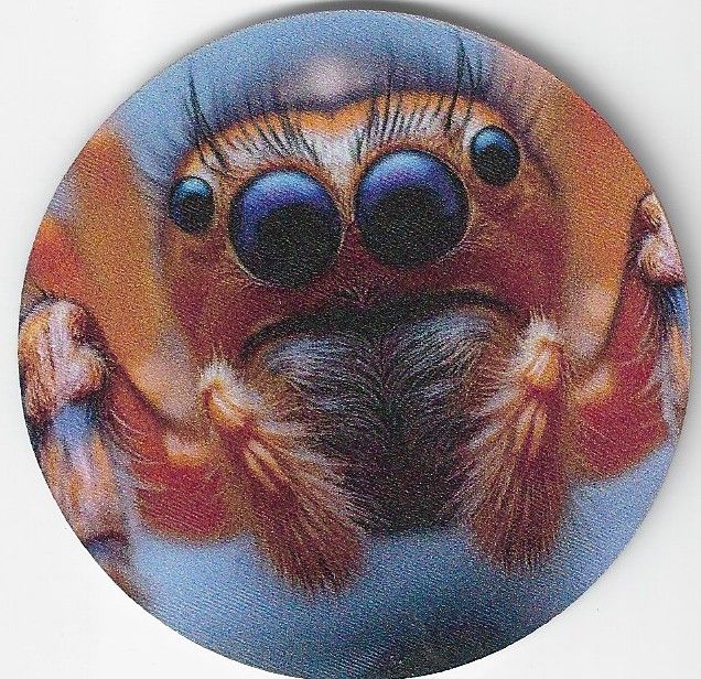 8cm ⌀ Acryl-Magnetplakette Springspinne Küchenmagnet