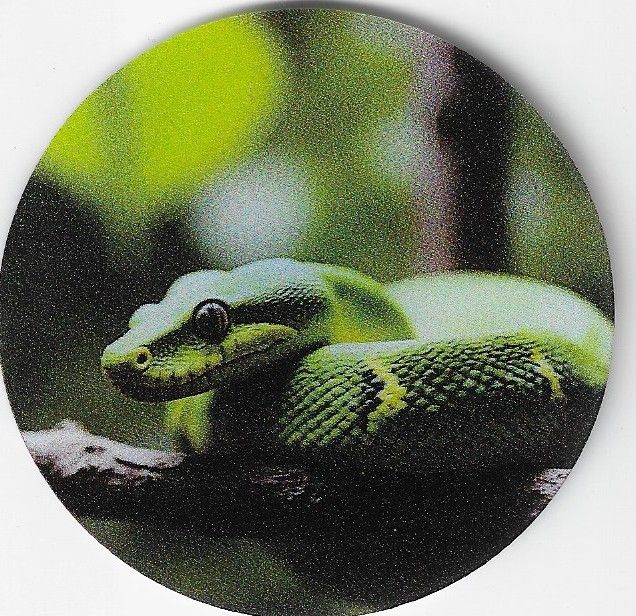 8cm ⌀ Acryl-Magnetplakette grüne Schlange Küchenmagnet
