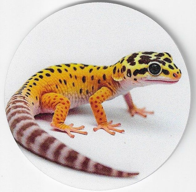 8cm ⌀ Acryl-Magnetplakette Leopard Gecko Küchenmagnet