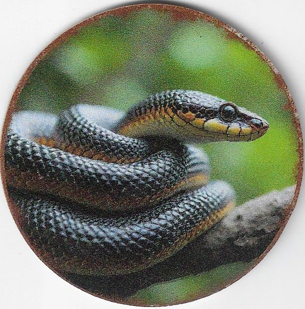 8cm ⌀ Acryl-Magnetplakette Schlange Küchenmagnet