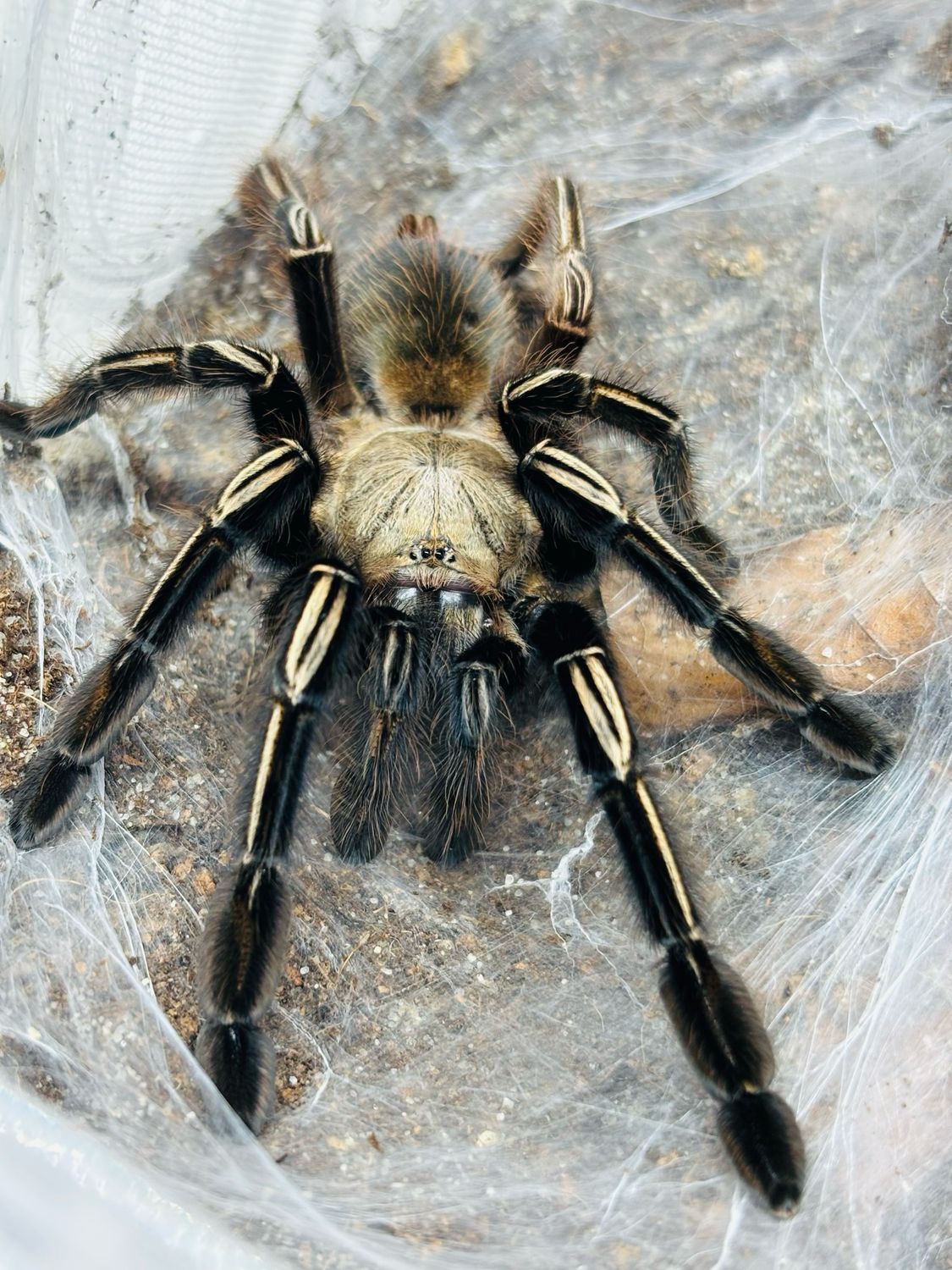 Ephebopus murinus (4cm KL) [ab dem 13.09.2025]