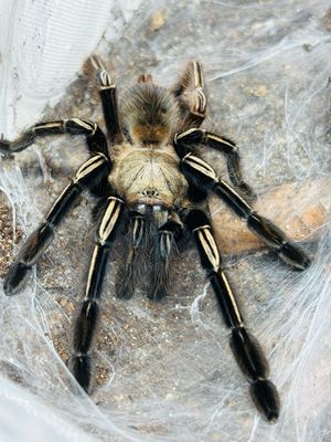 Ephebopus murinus (4cm KL) [ab dem 13.09.2025]