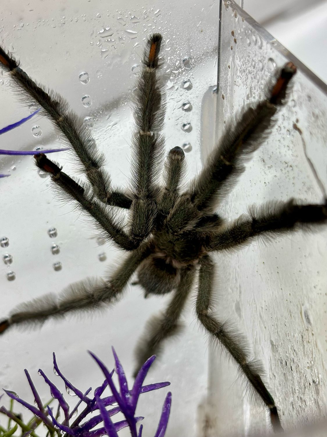 Psalmopoeus cambridgei (RH 8/25)