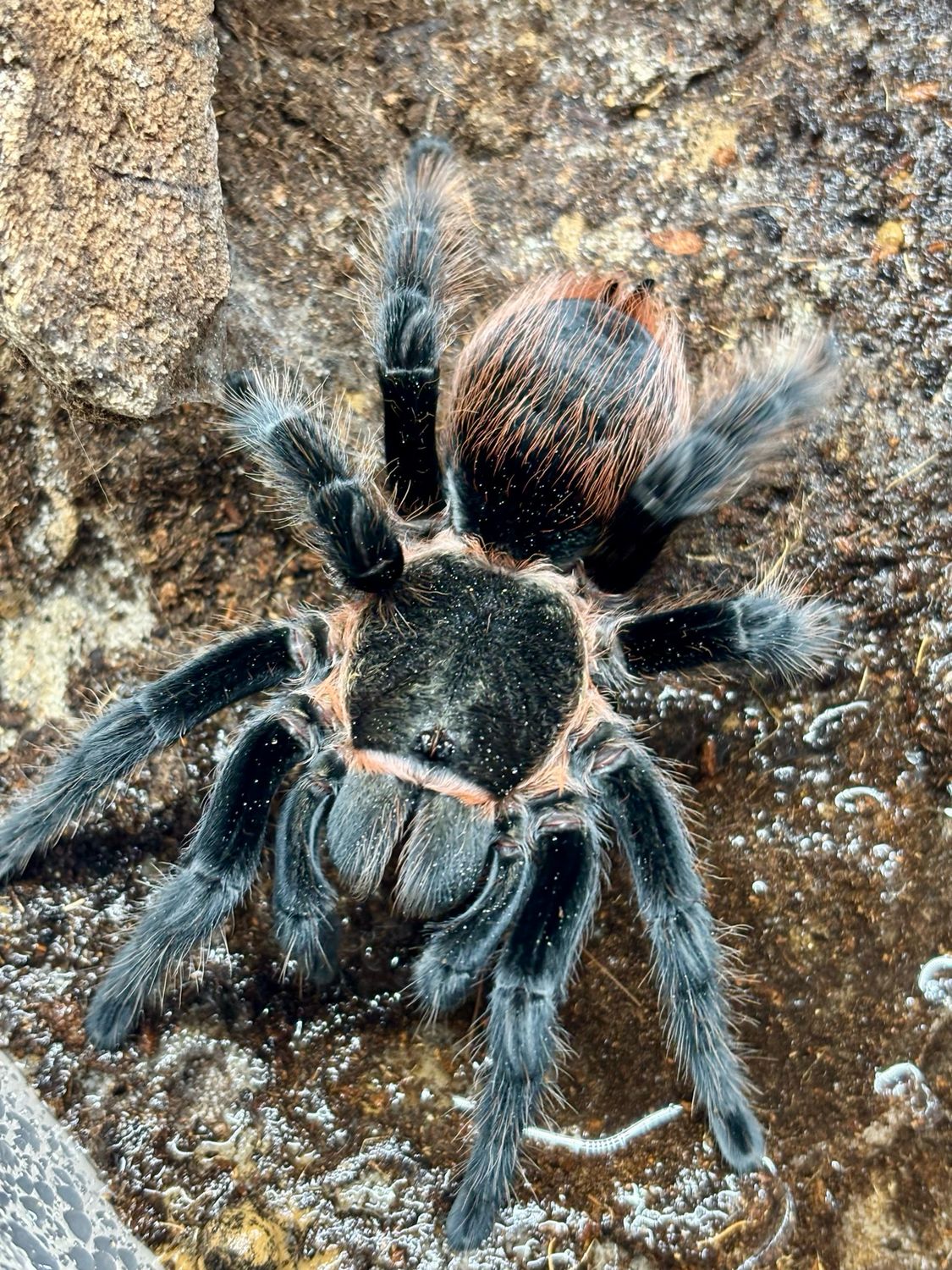 Tliltocatl vagans (7cm KL)