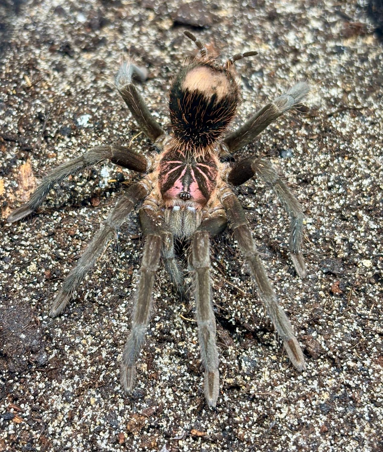 Xenesthis sp. bright (4cm KL)