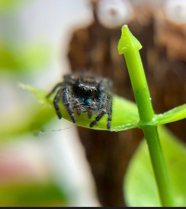 Phidippus audax Bryantae (0,8cm)