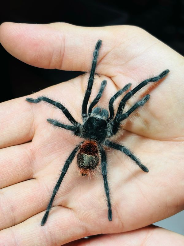 Grammostola iheringi (3,5cm KL)