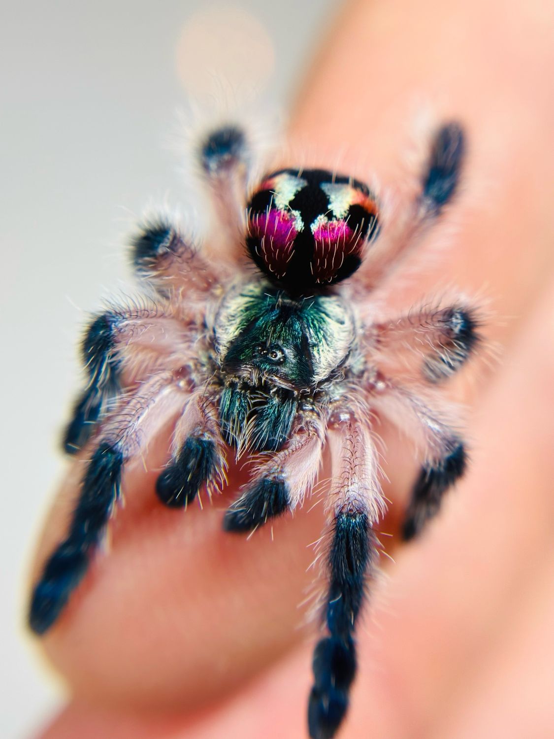 Typhochlaena seladonia (sub adult)