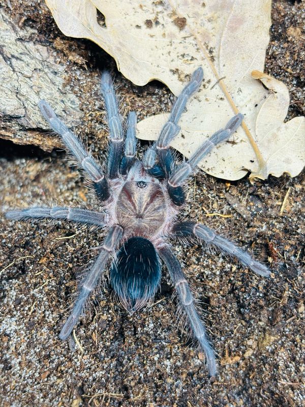 Phormictopus sp. dominican purple (2,5cm KL)